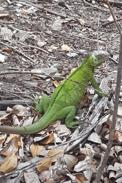 This image for Image Layouts addon